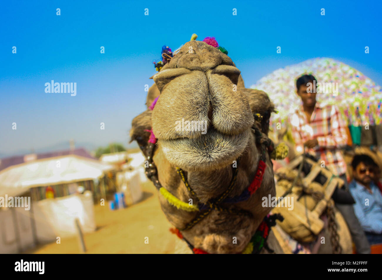 Pushkar Viehmarkt, Rajasthan, Indien Stockfoto