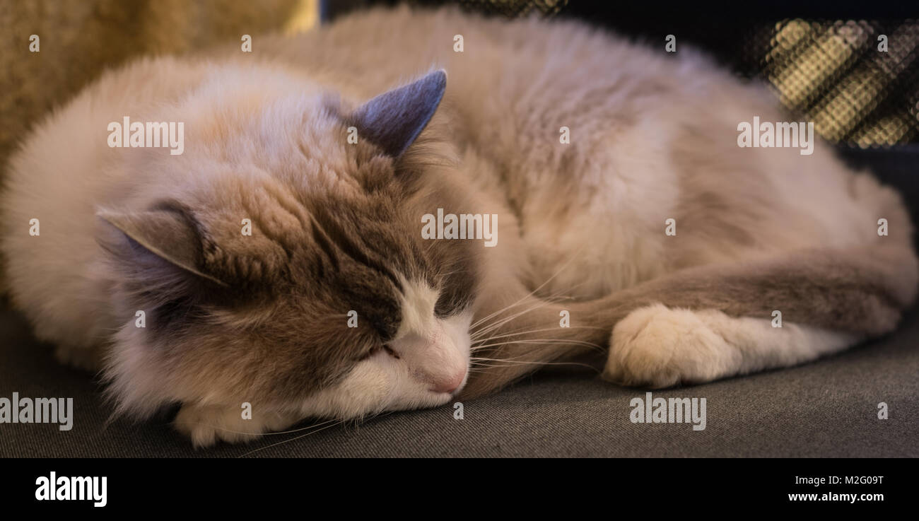 Schlafende Katze Stockfoto