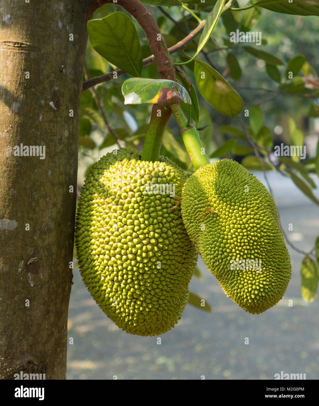 Jackfrucht Stockfoto