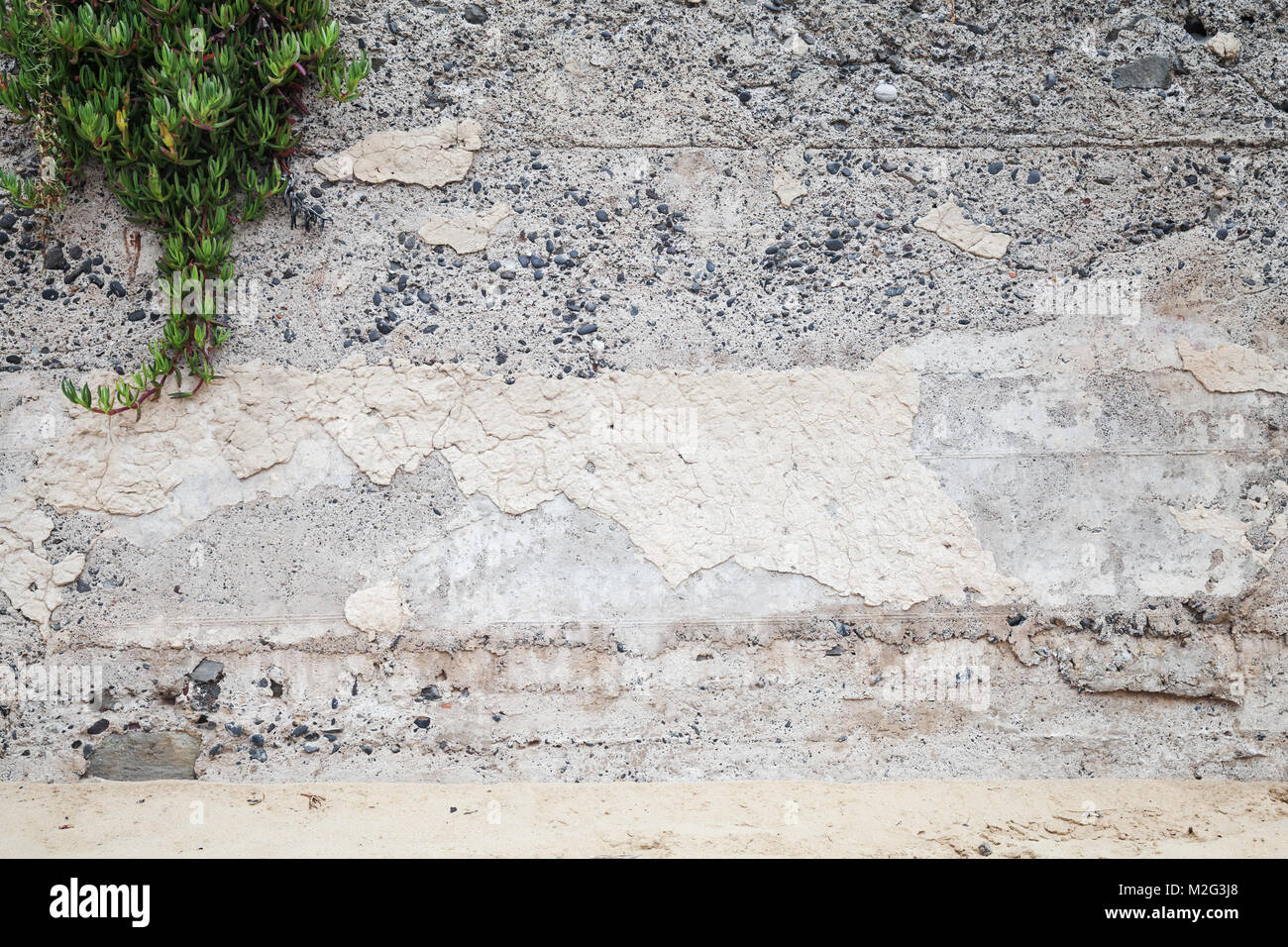 Grüne Pflanze wächst über alte Betonwand mit Steinen und sandigen Boden, leeren Hintergrund Foto Textur Stockfoto