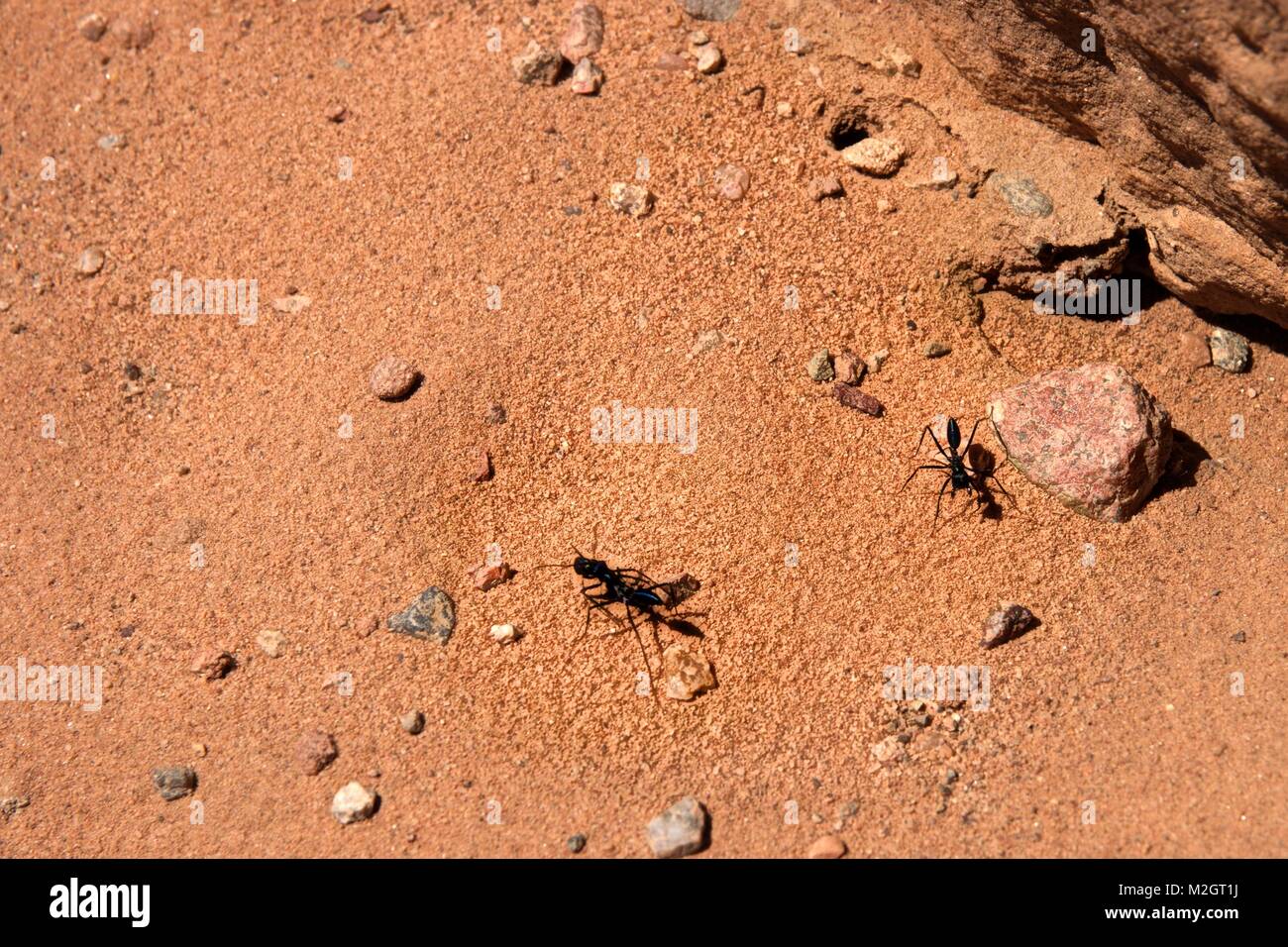 Riesige Ameisen in rotem Sand, Wüste des Wadi Rum Wüste, Jordanien Stockfoto