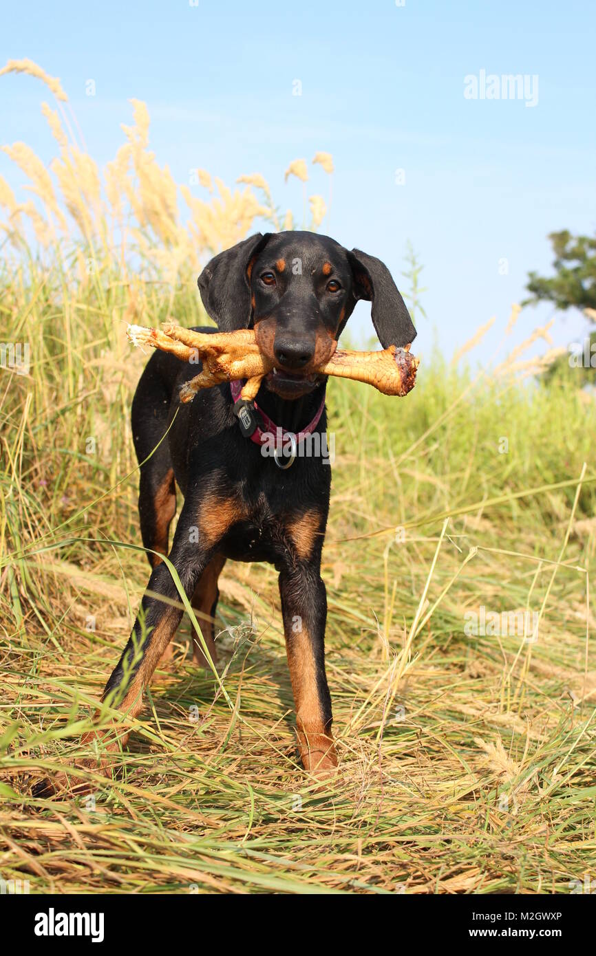 Doberman pincher stehend mit Kralle/Knochen Stockfoto