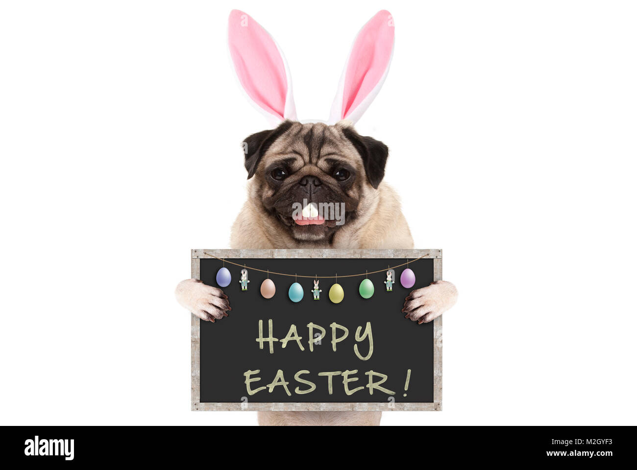 Osterhase mops Welpe Hund mit Ohren, Eier und Tafel mit Text frohe Ostern, auf weißem Hintergrund Stockfoto