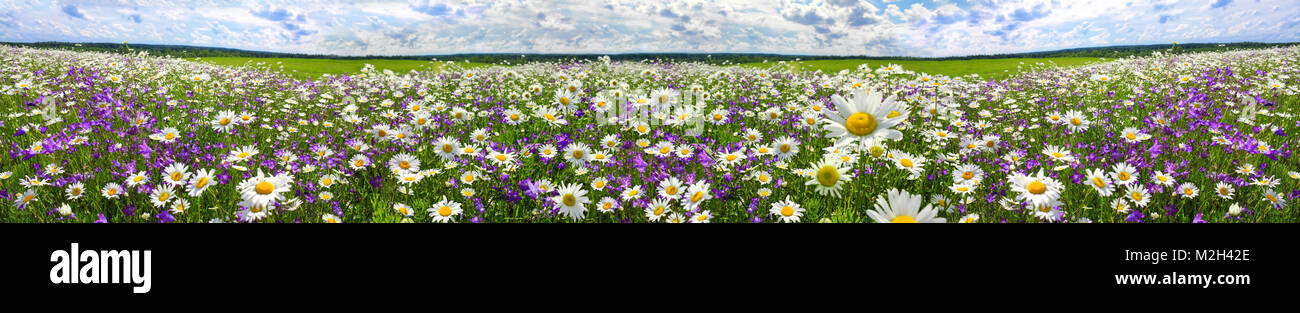 Frühling Landschaft Panorama mit blühenden Blumen auf der Wiese. weißen Kamille und Lila bluebells blühen auf Feld. Panoramablick Sommer Blick auf blühende w Stockfoto
