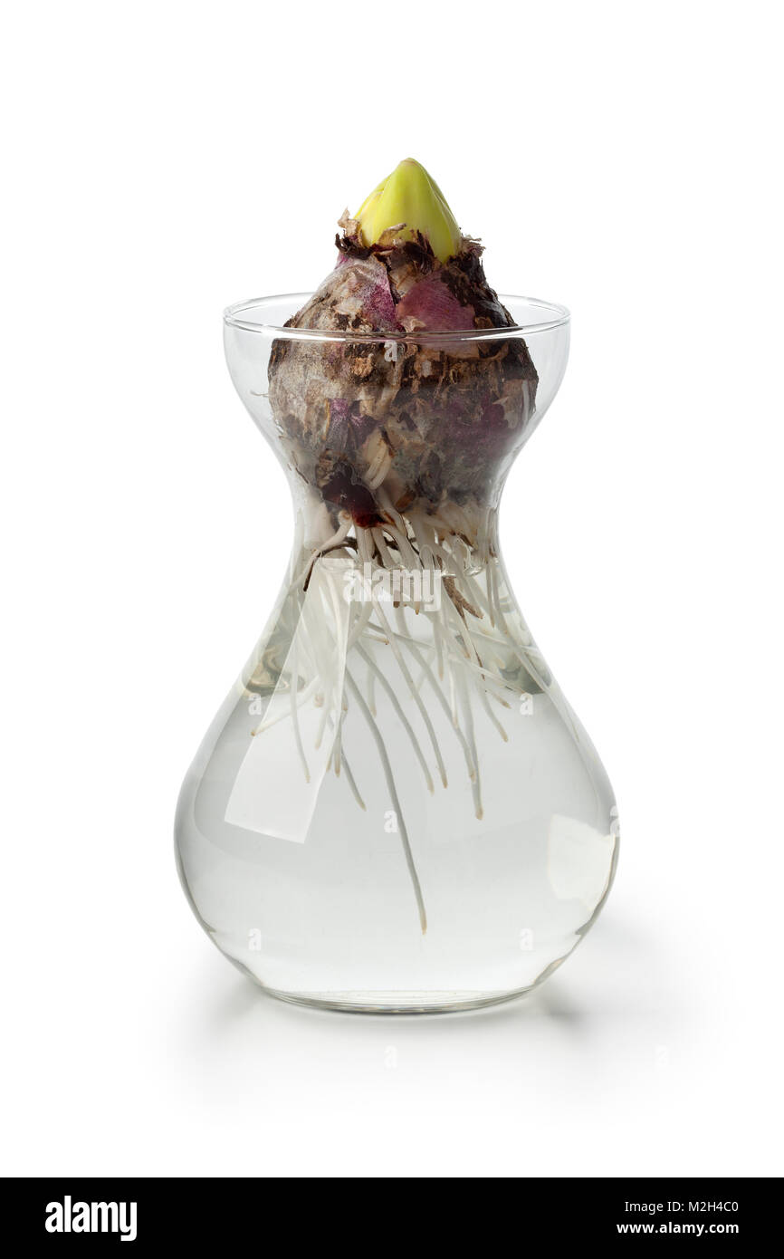 Hyazinthe Blüte Glühbirne beginnt in einem Glas Vase Stockfoto