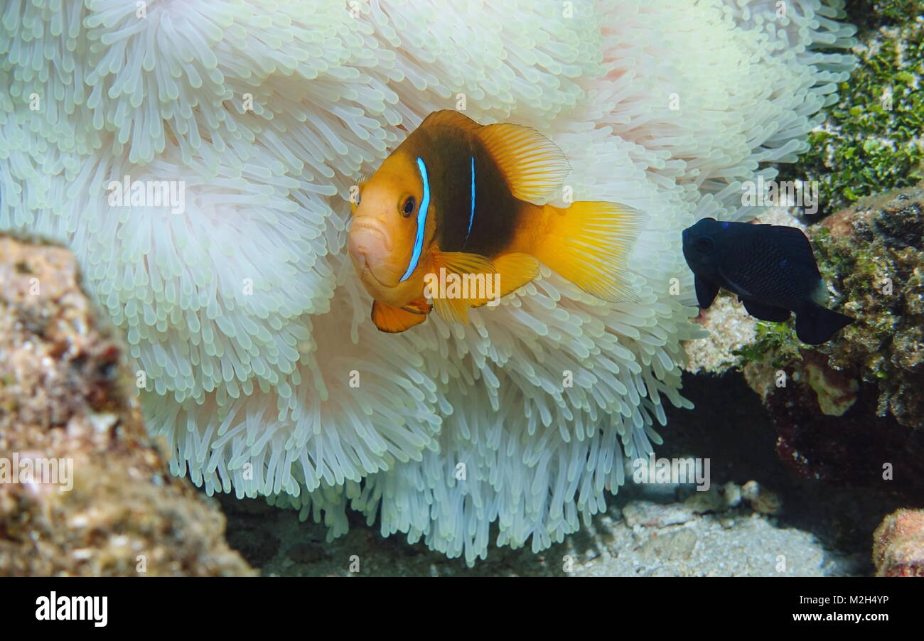 Tropische Fische orange-fin Anemonenfischen mit einem riffbarsche und Seeanemonen Tentakel unter Wasser in den Pazifischen Ozean, Amerikanisch Samoa Stockfoto