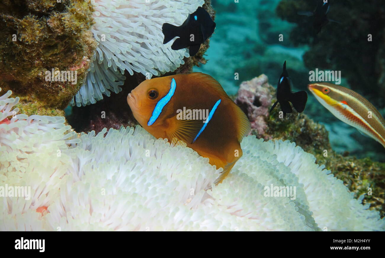 Tropische Fische orange-fin, anemonenfischen Amphiprion chrysopterus, über seeanemone Tentakel unter Wasser in den Pazifischen Ozean, Rarotonga, Cook Inseln Stockfoto