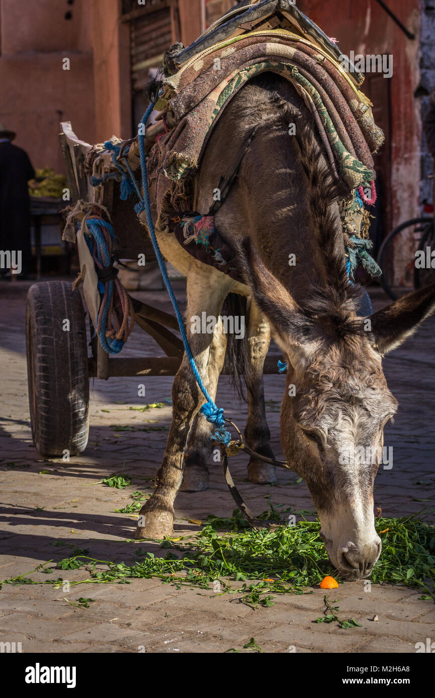 Ein Esel, müde, aber gut gepflegt, die von Einheimischen, ist in einen Warenkorb gebunden und isst Grüne aus dem Boden. Medina, Marrakesch, Marokko. Stockfoto