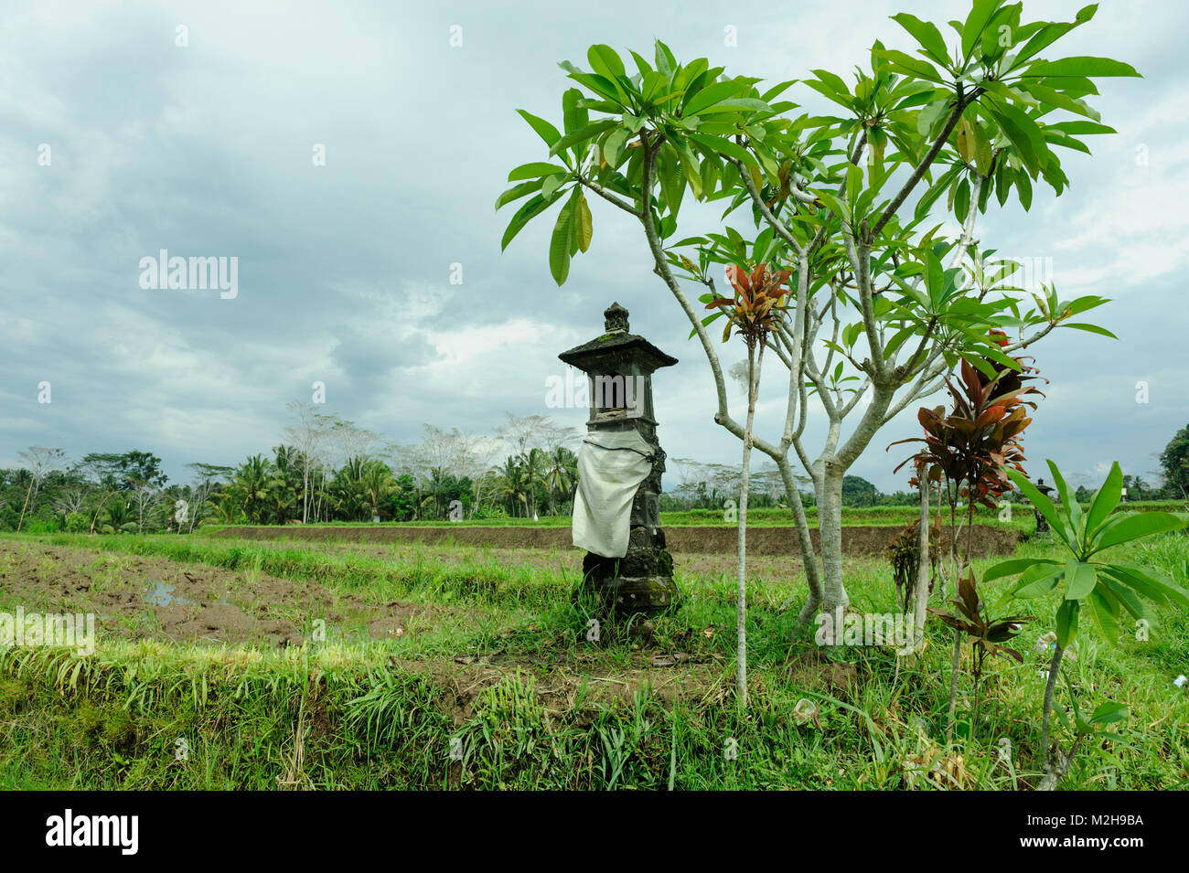 Kleinen Schrein oder Sanggah Ulun Carik in Reisfeldern in der Nähe von Ubud, Bali, Indonesien Stockfoto
