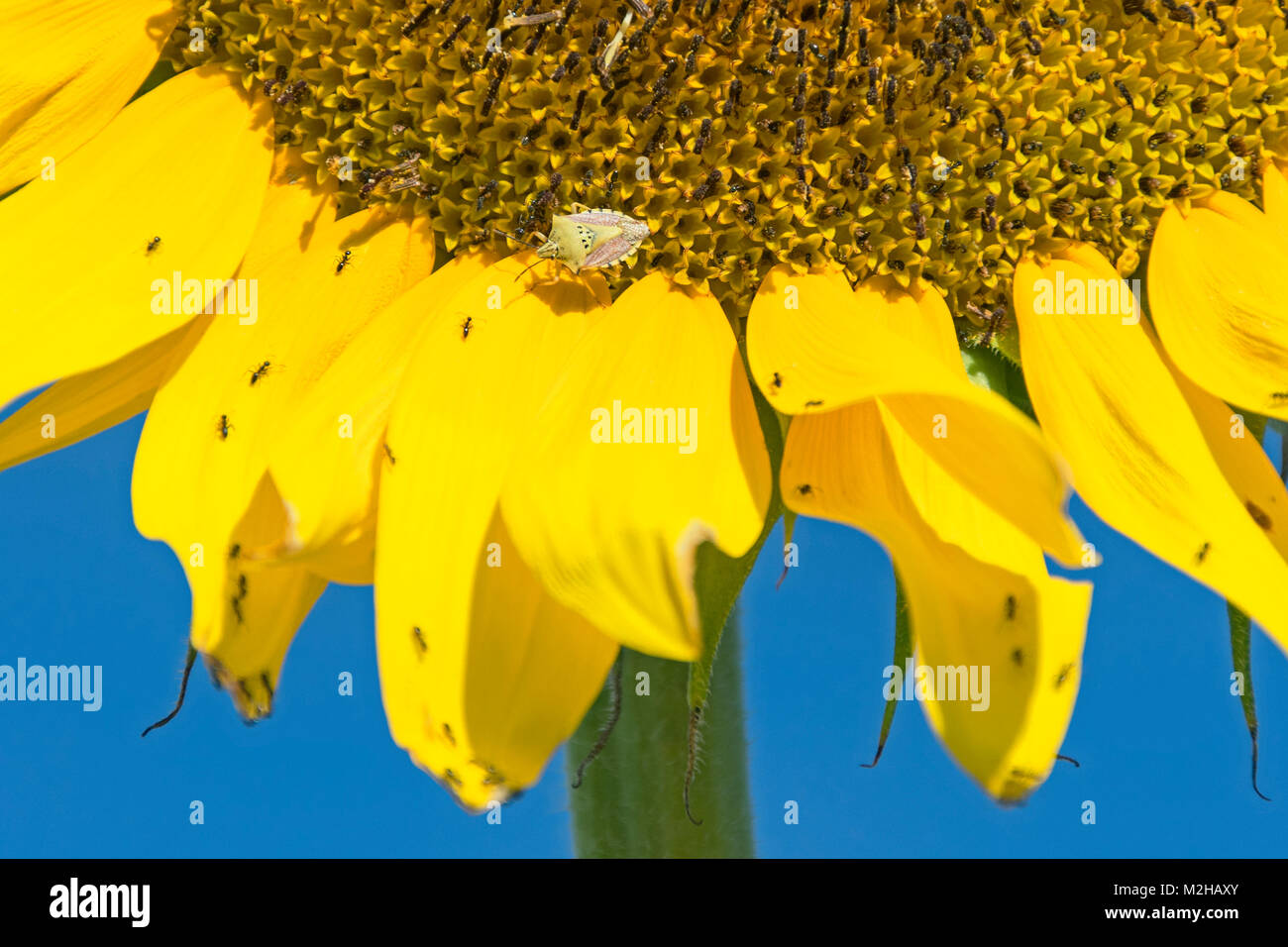 Grünliche Schildwanzen und viele Ameisen auf einem Riesen Sonnenblume mit blauem Himmel im Hintergrund Stockfoto