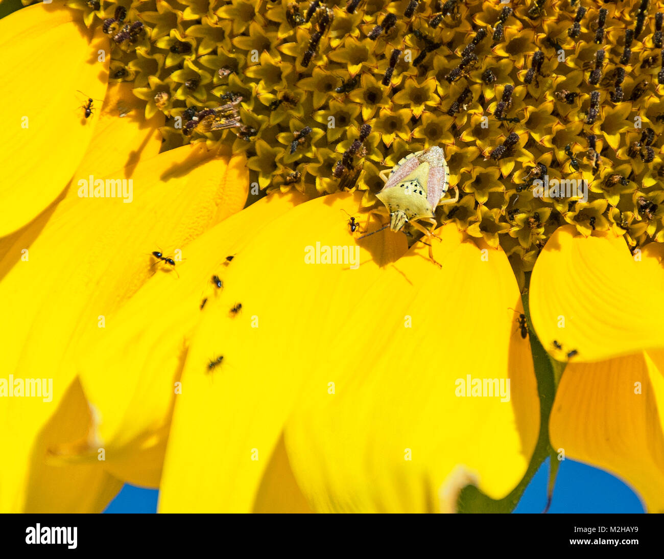 Nahaufnahme eines grünlichen Schildwanzes auf einem Teil von Eine riesige gelbe Sonnenblume mit schwarzen Ameisen rundherum Stockfoto