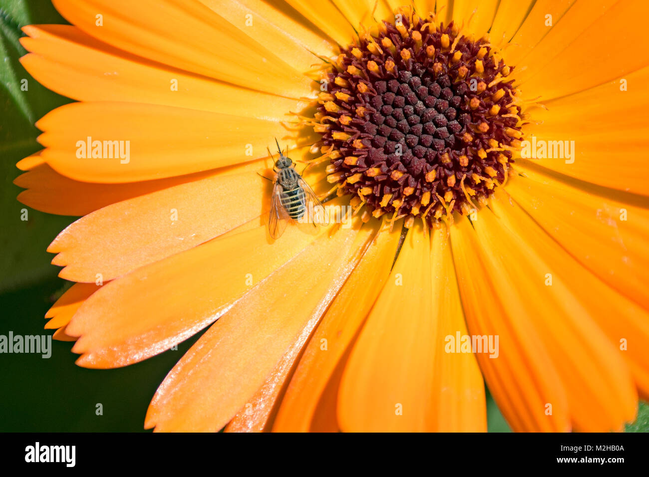 Kleinen gestreiften Biene oder fliege auf Calendula Blume in einem Garten, Blume ist 5,5 cm, flower Center ist 1,5 cm Durchmesser Stockfoto