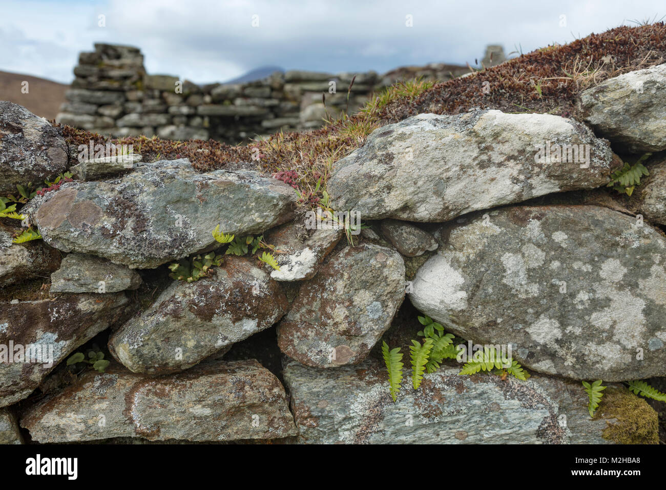 Farne wachsen in einer Steinmauer im verlassenen Dorf von Slievemore, Achill Island, County Mayo, Irland. Stockfoto