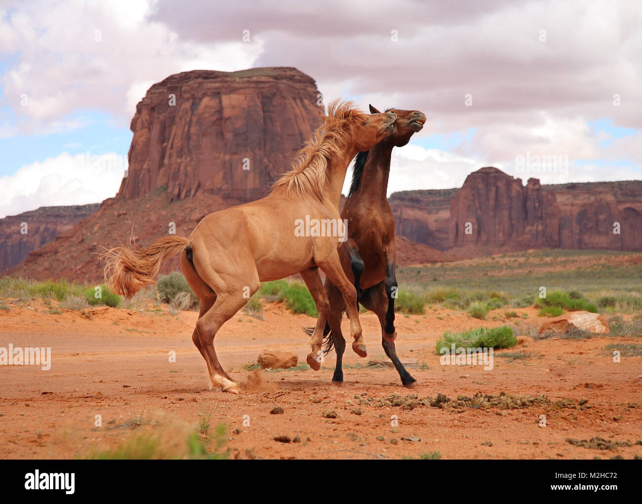 Zwei wilde Pferde kämpfen in der Nähe von Desert butte in Monument Valley, Utah Stockfoto