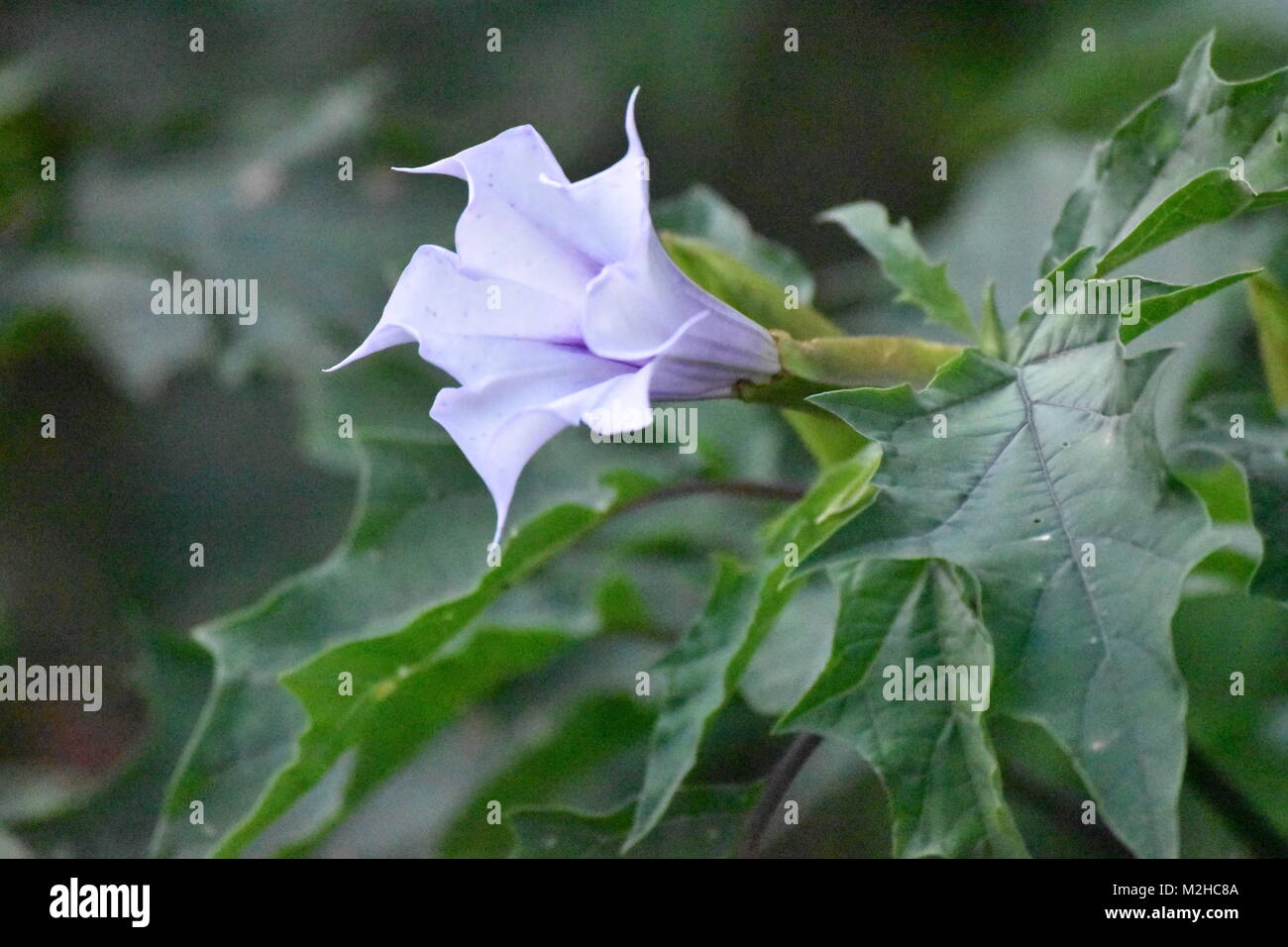 Ende Sommer blühen, jimson weed Stockfoto