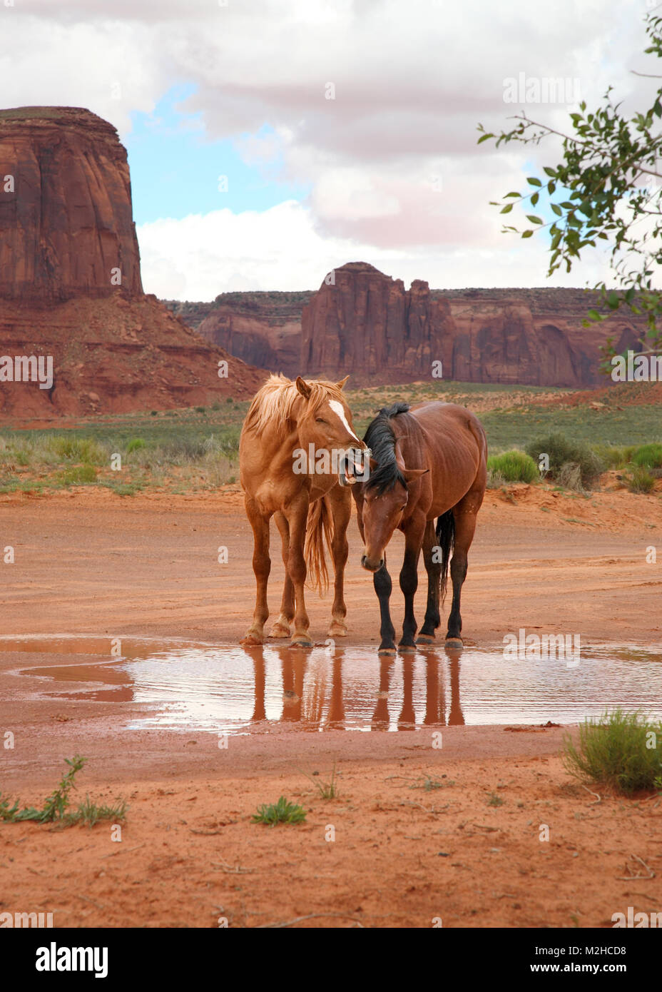 Zwei lustige wilde Pferde am Wasserloch, eine scheint zu schreien. Stockfoto