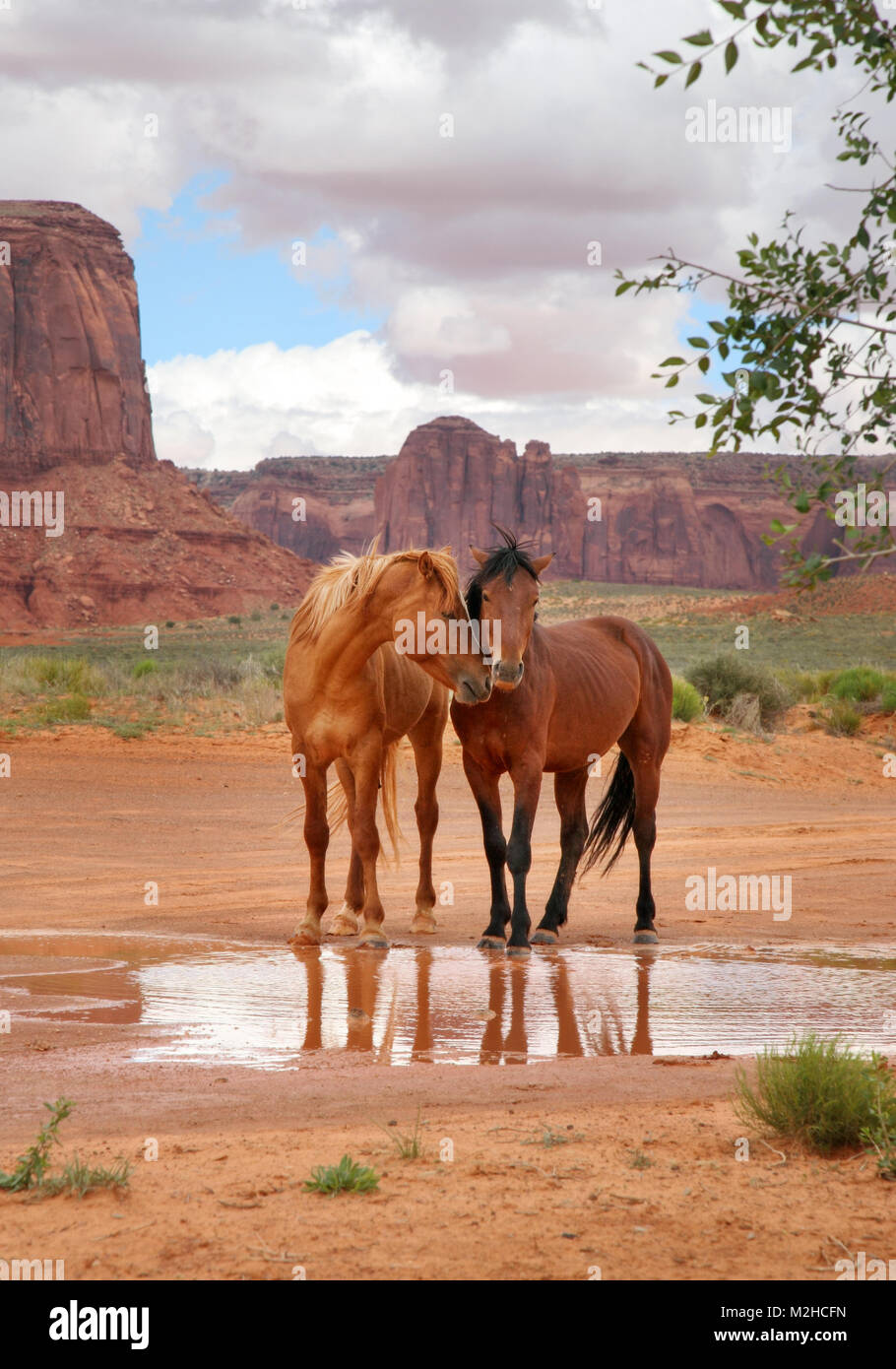 Zwei wilde Pferde zusammen an einem Wasserloch mit Köpfen Nahestehungen zeigen Zuneigung Stockfoto