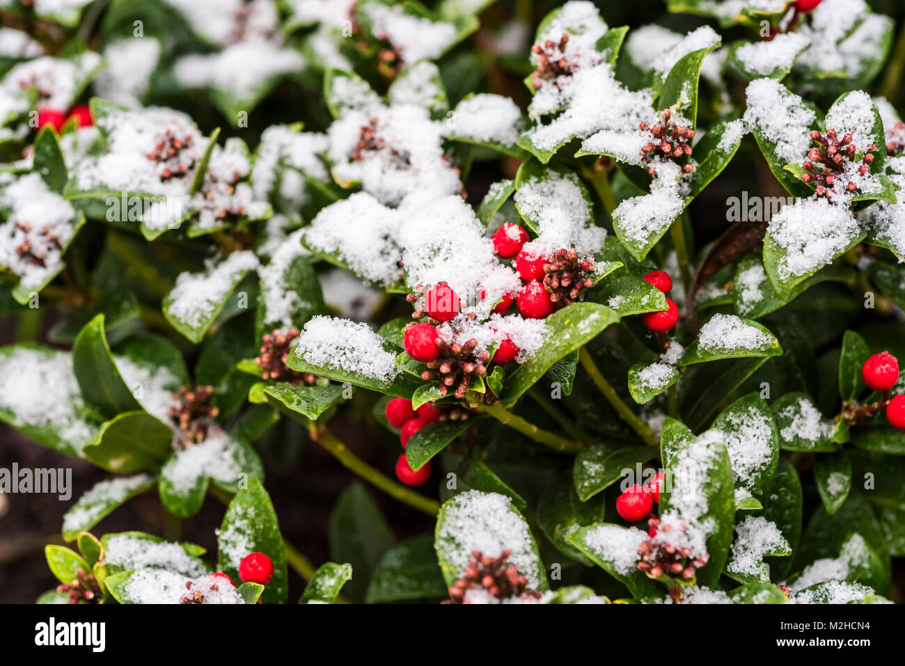 Skimmia japonica olympische Flamme, roten Beeren und Schnee im Winter. Stockfoto