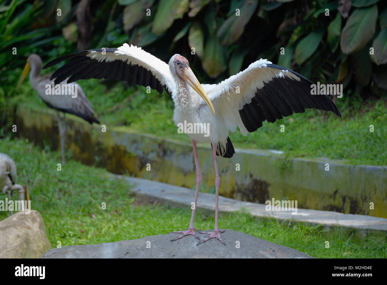 Nasse milky Stork trocknet seine Flügel Stockfoto