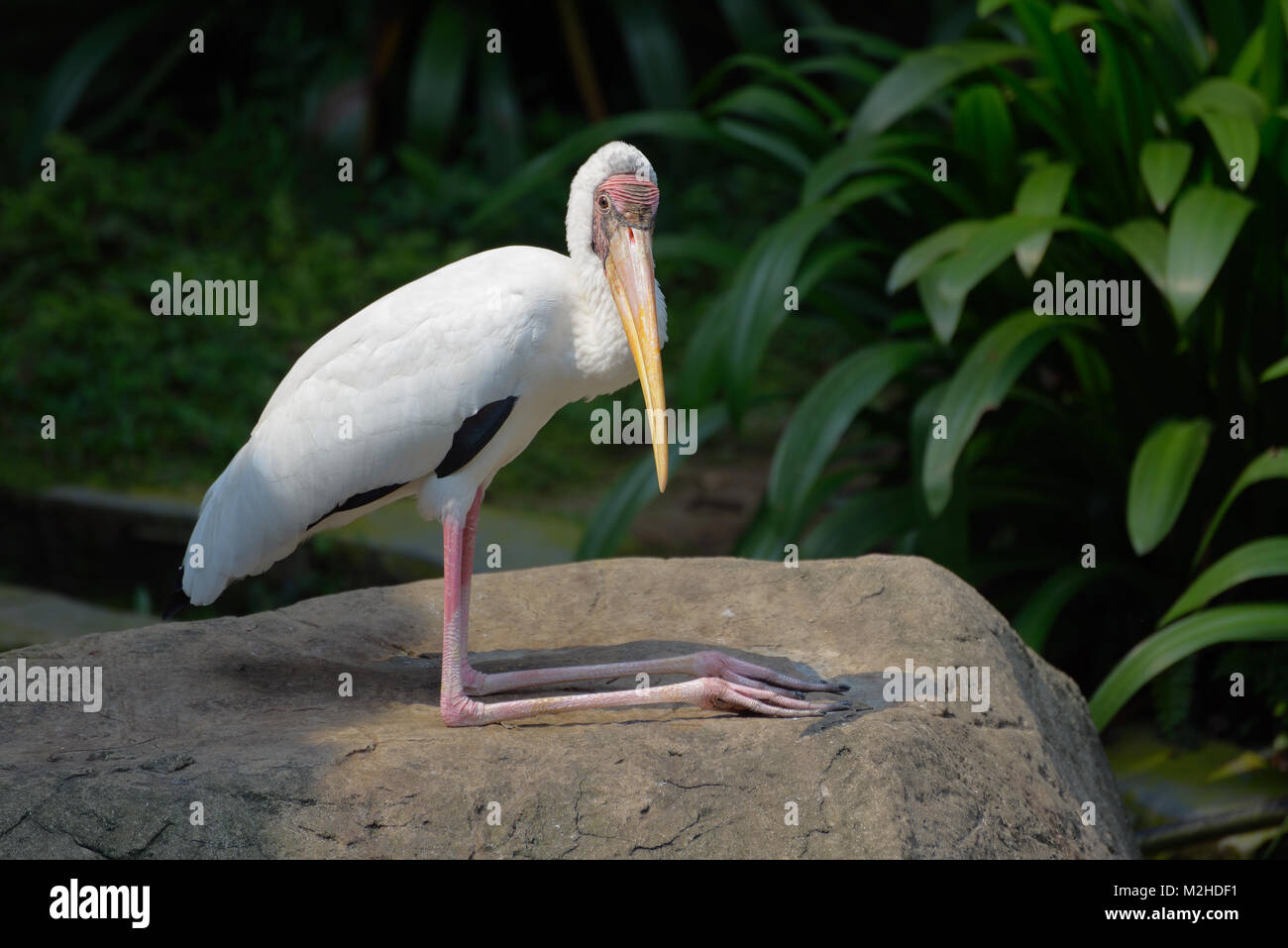 Milky Stork auf einem Stein saß Stockfoto