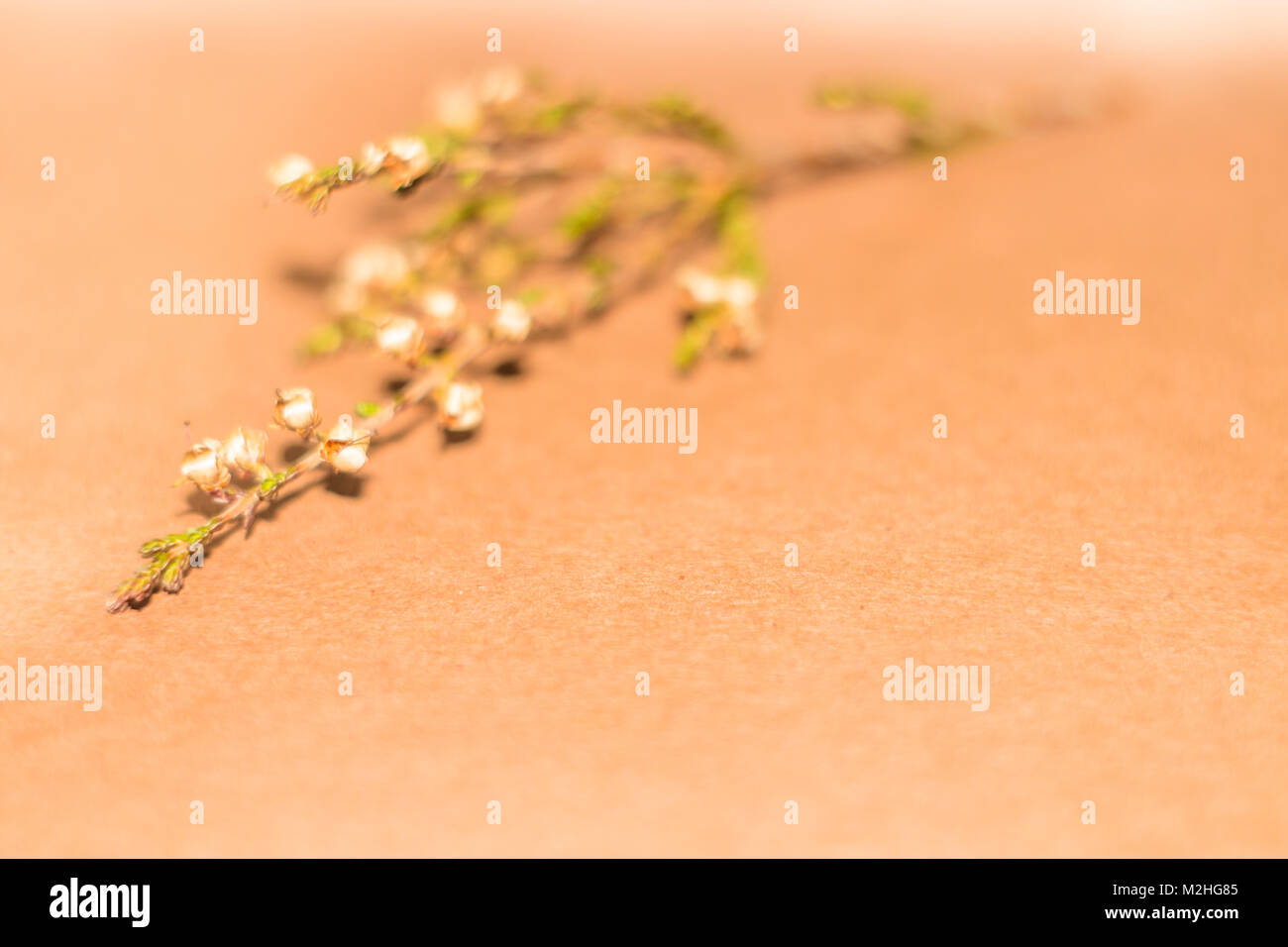 Design Hintergrund aus der trockenen Zweig eines unbekannte Pflanze Stockfoto