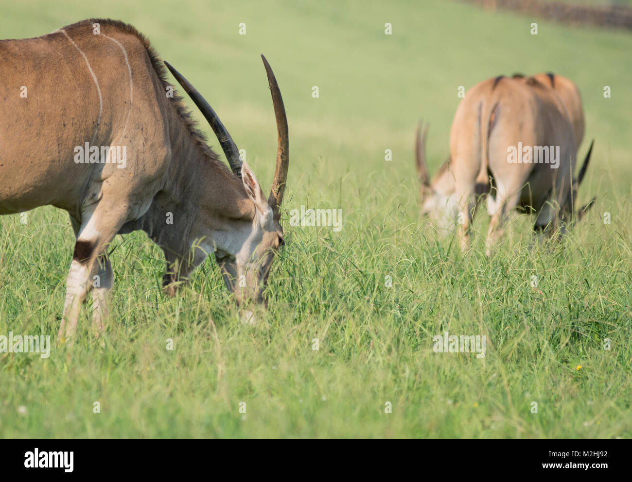 Tiere essen Gras in Parque de la Naturaleza de Cabárceno Stockfoto