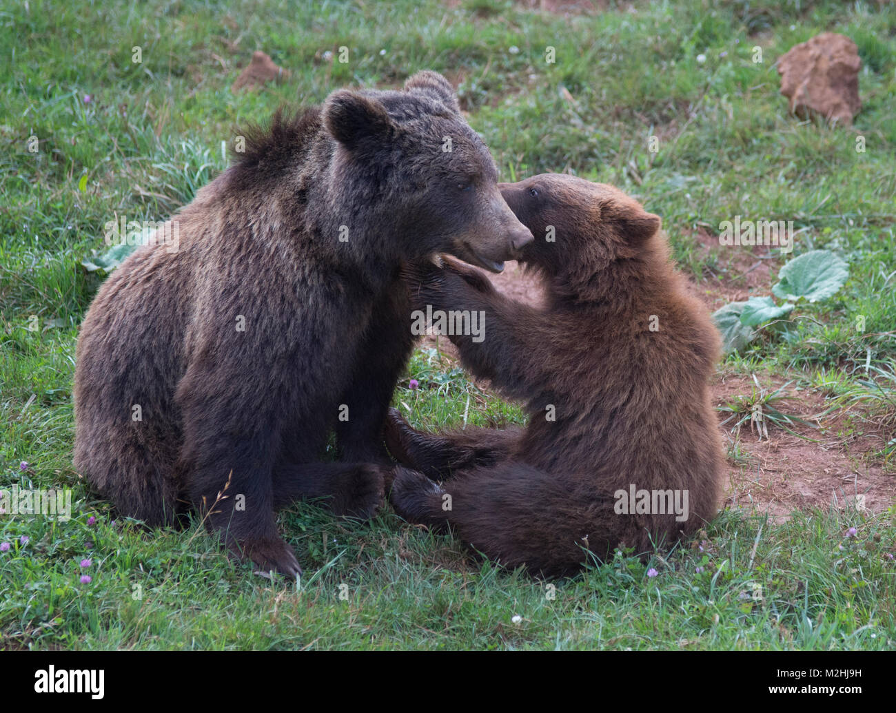 Brauner Bär Mutter und Kind im Naturpark Parque de la Naturaleza de Cabárceno (Spanien) Stockfoto