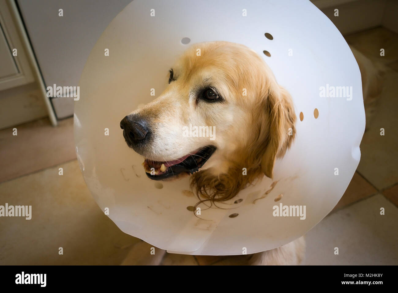 Golden Retriever Hund das Tragen eines post-Betrieb chirurgische Kragen seiner Genesung in Großbritannien zu helfen Stockfoto