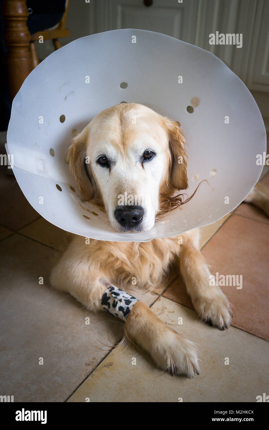 Golden Retriever Hund das Tragen eines post-Betrieb chirurgische Kragen seine Erholung in Großbritannien helfen Stockfoto