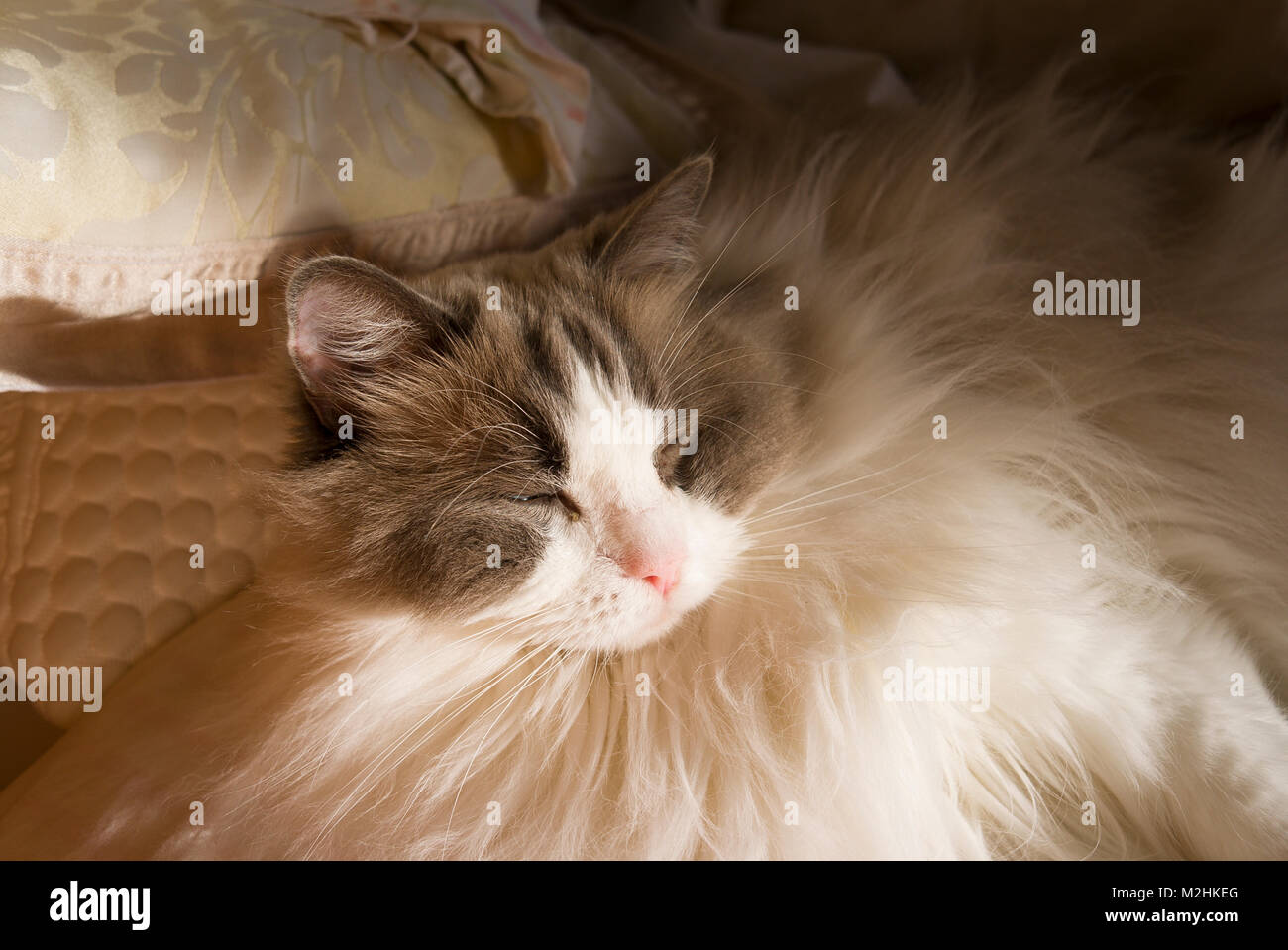 Dösen in eine sonnige Schlafzimmer nach dem Menschen das Zimmer in England UK einen erwachsenen Mann Ragdoll Cat verlassen haben. Stockfoto