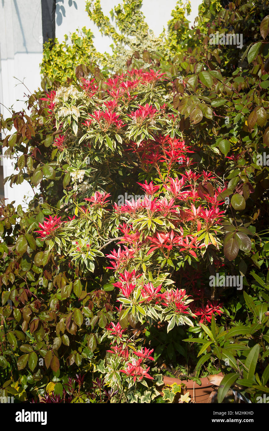 Pieris japonica 'Flaming Silber" wie eine kleine Topfpflanzen Baum auf eine kleine Terrasse Garten in Wiltshire England Großbritannien angebaut Stockfoto
