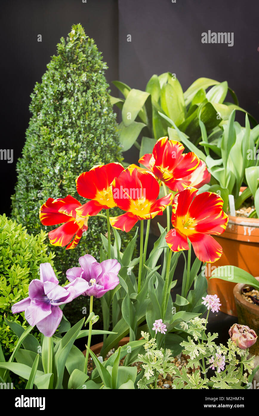 Tulpen weiterhin eine Farbe zur Verfügung zu stellen auch nach Bestandenen prime Zustand Stockfoto
