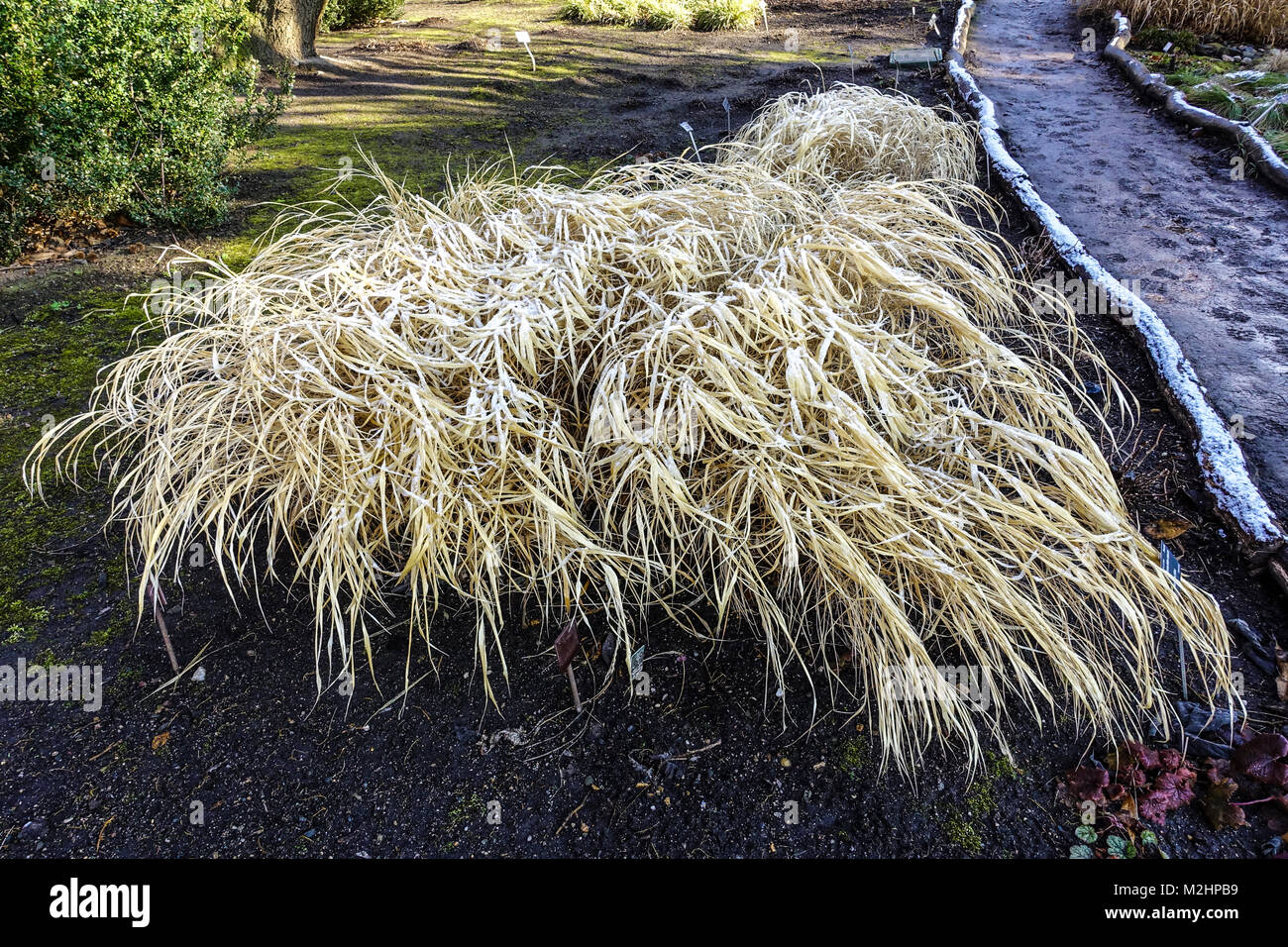 Japanische Wald gras Hakonechloa macra im Wintergarten Stockfoto