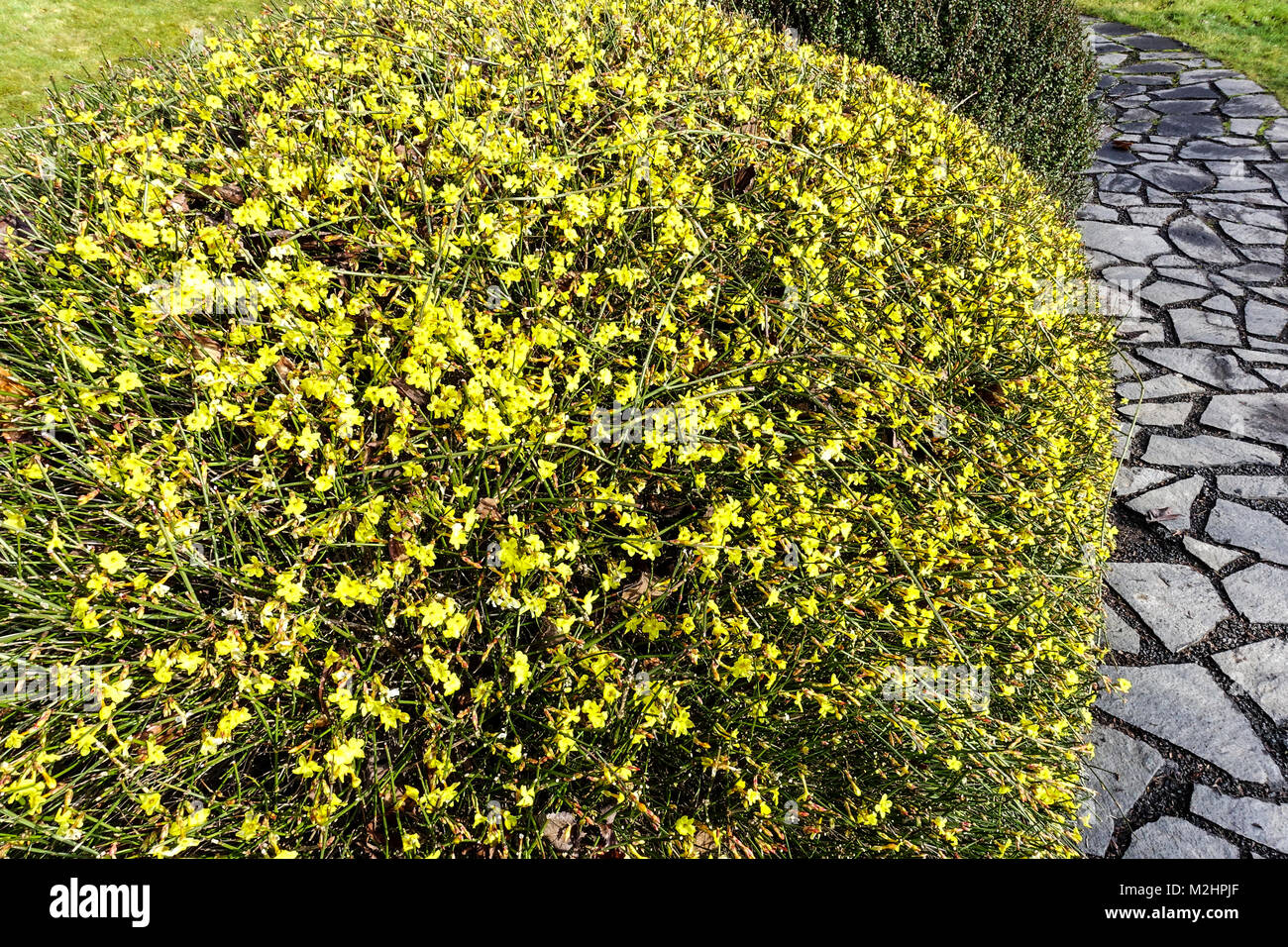 Jasminum nudiflorum, Winterjasmingarten geformter Sträucher Stockfoto