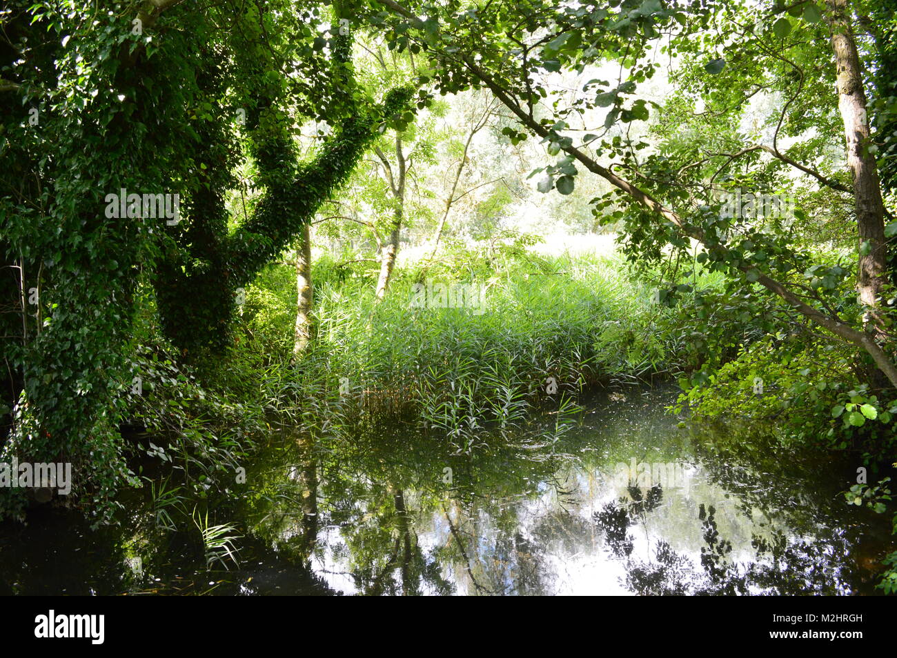 Ein kleiner Teich in den Bäumen Stockfoto