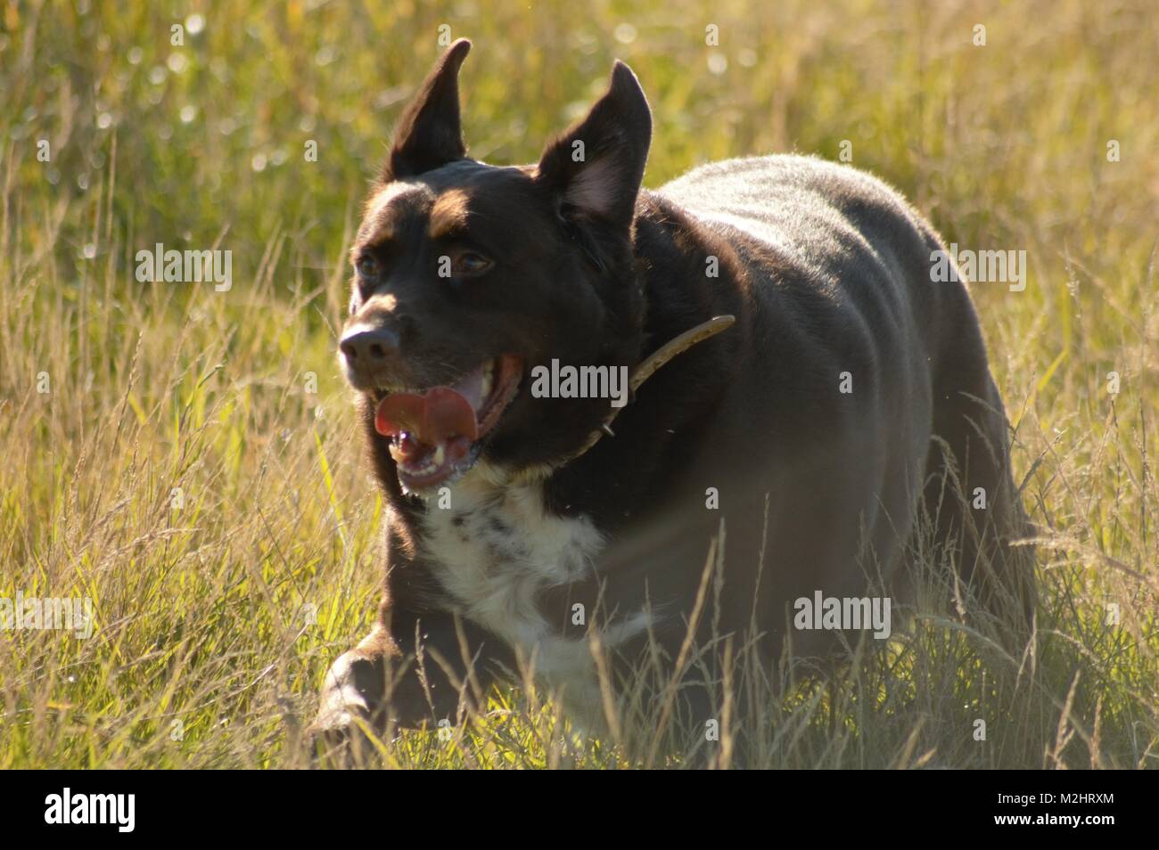 Hund läuft im Gras. Stockfoto