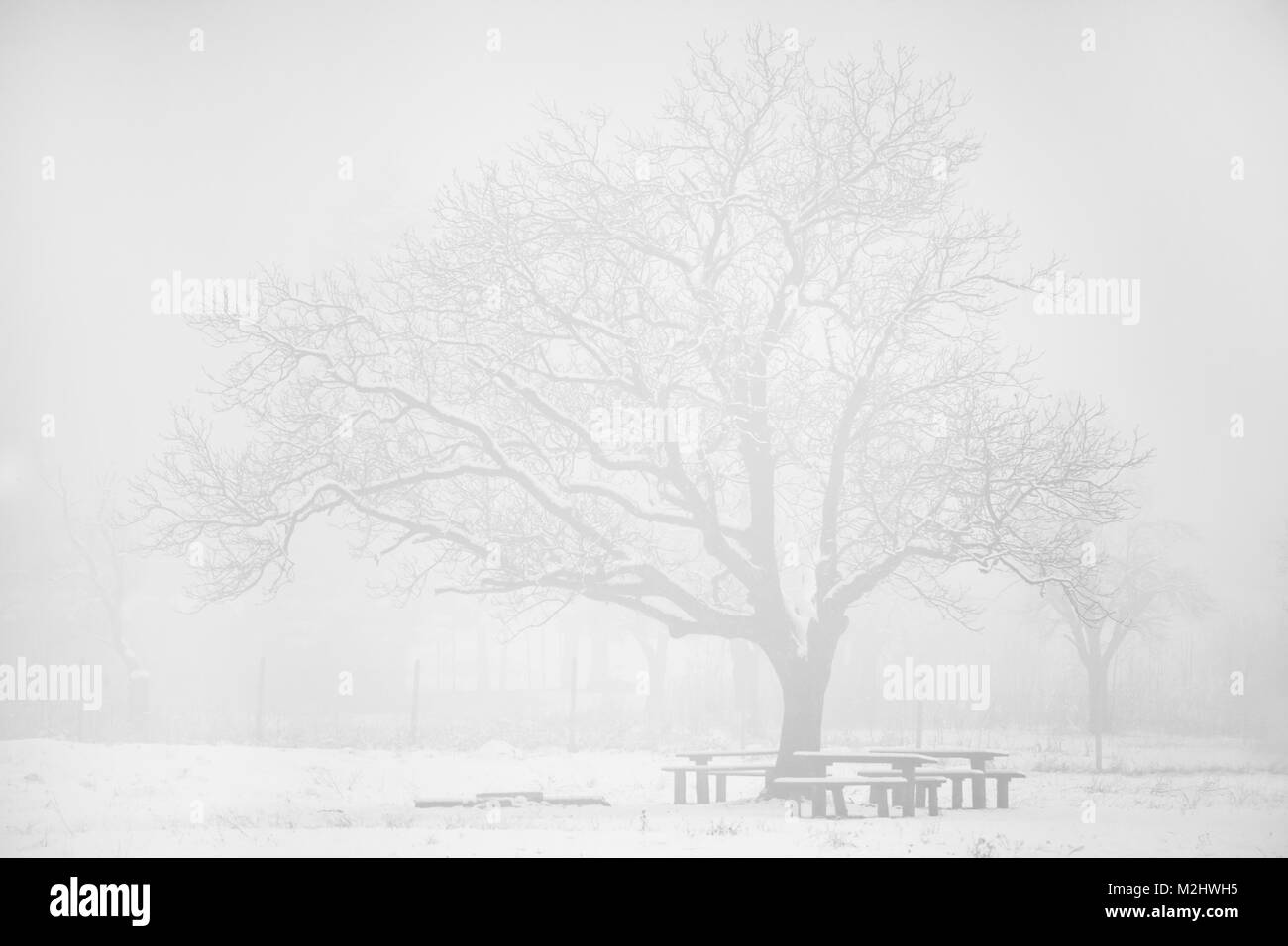 Winter fogy Landschaft mit einzelnen Baum für Postkarte oder Hintergrund Stockfoto