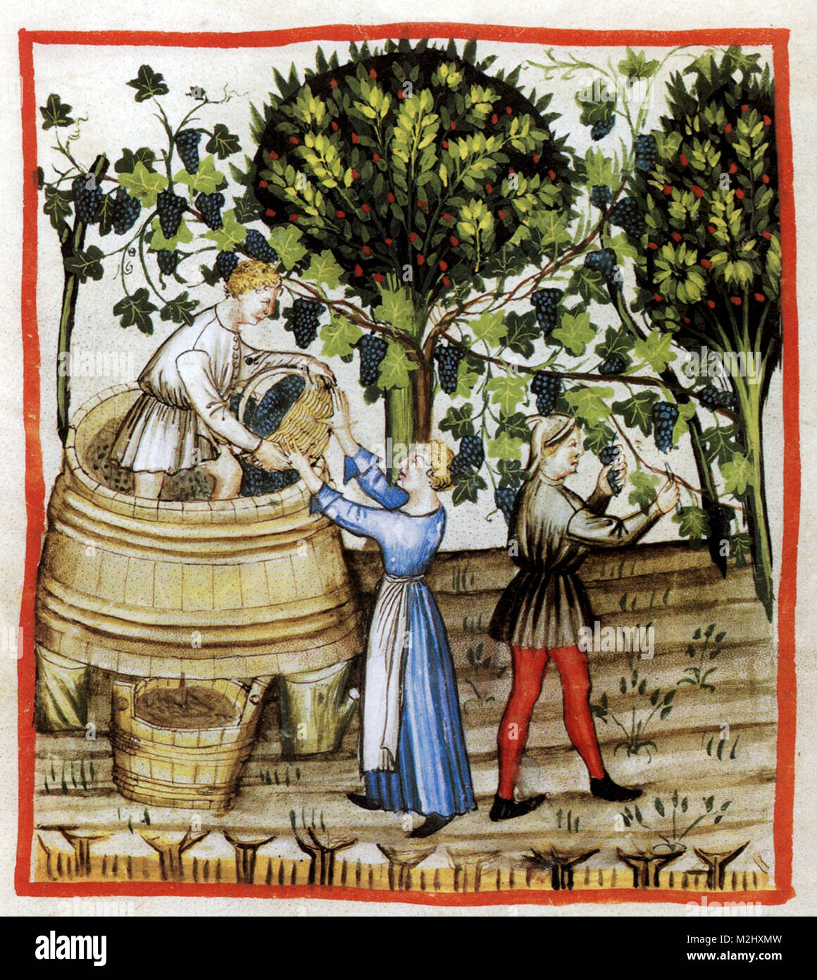 "Tacuinum Sanitatis", Weinherstellung Stockfoto
