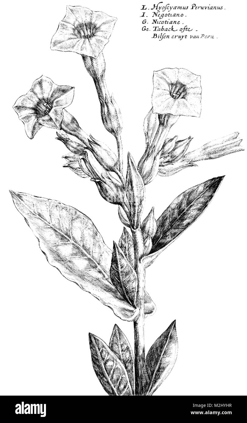Tabakpflanze, 1615 Stockfoto