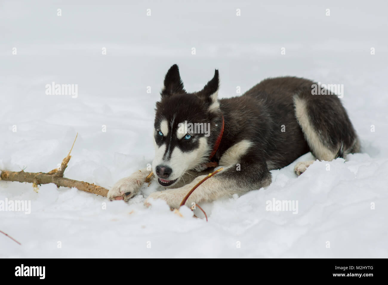 Siberian Husky im Schnee An einem Wintertag Stockfoto
