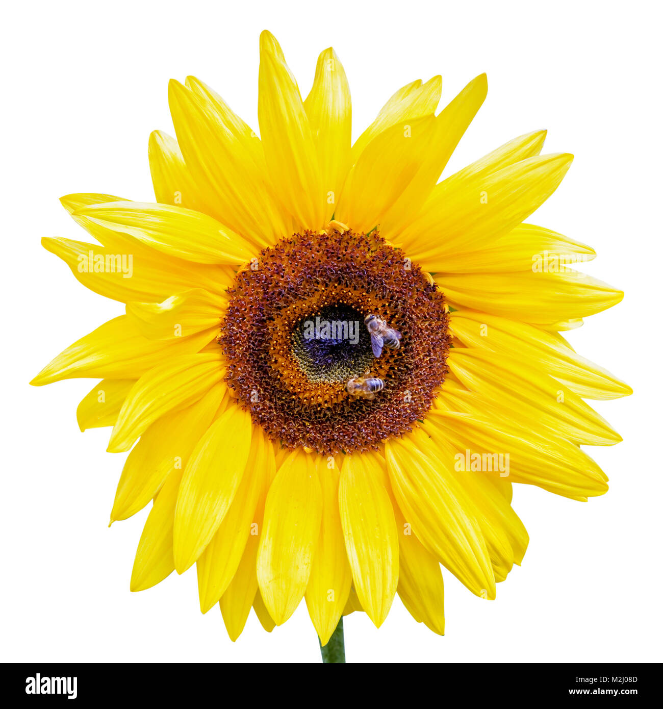 Nahaufnahme einer Sonnenblume mit Bienen sammeln Nektar auf weißem Hintergrund Stockfoto