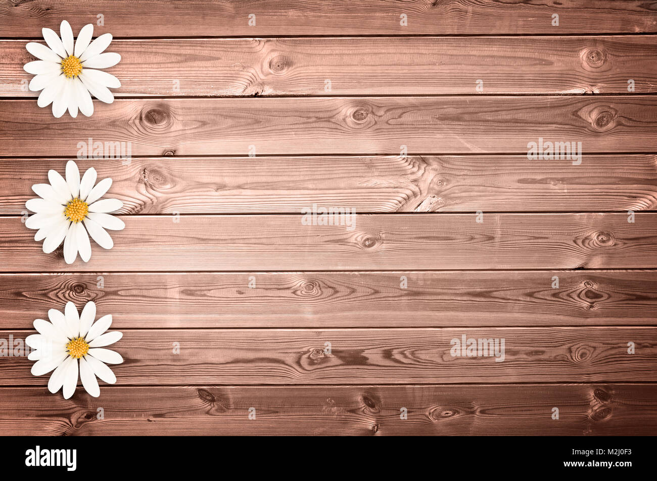 Holzplanken Hintergrund mit Gänseblümchen Stockfoto