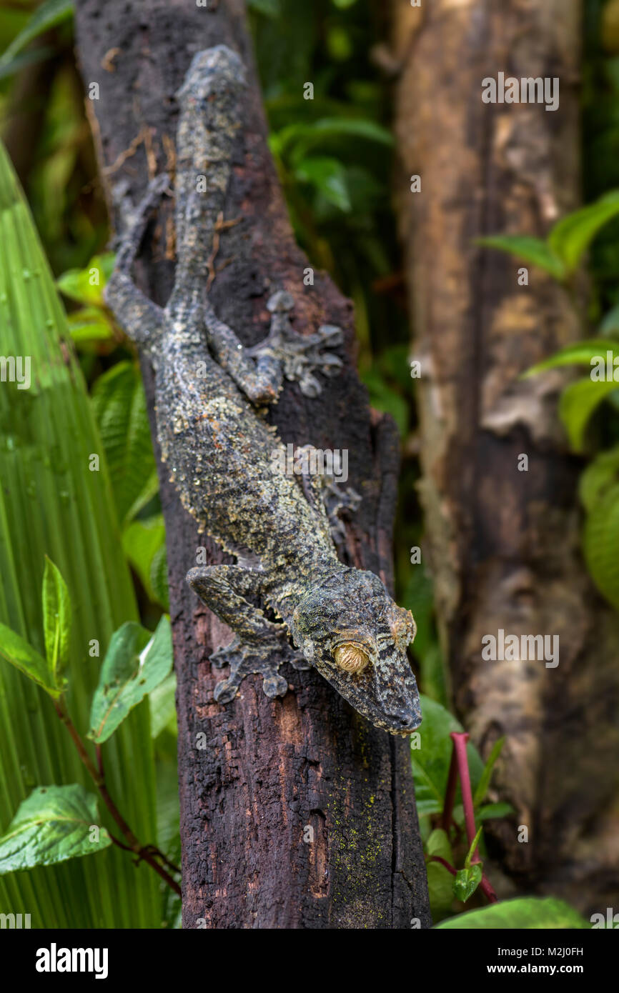 Giant Leaf-tail Gecko - Uroplatus fimbriatus, Madagaskar Regenwald. Seltene gut maskiert Gecko, endemisch in Madagaskar. Mimikry. Camouflage. Stockfoto