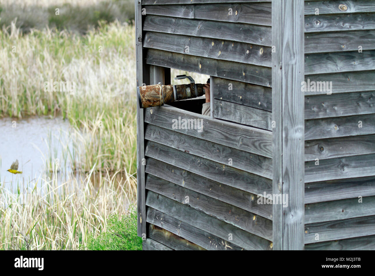 Fotograf Bilder von einem Vogel in der West Coast National Park Langebaan, Südafrika verstecken. Stockfoto