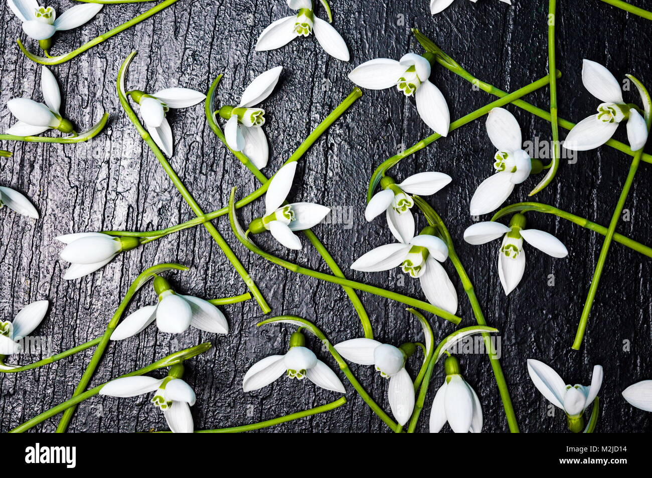 Snowdrop Blumen Hintergrund Muster auf hölzernen Tisch flach Stockfoto