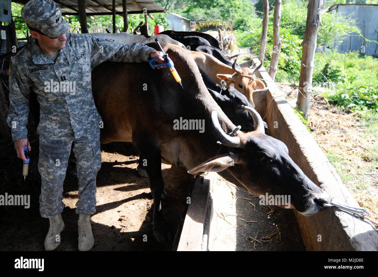 Kapitän Dan Crowell von Lamoille, Nev impft eine Kuh in El Salvador. Die 993Rd Medical Detachment (Veterinärdienste) trat der 349 Combat Support Hospital für zwei Woche medizinische Mission in El Salvador. - Foto: Staff Sgt. Kristen König 349 MEDRETE in San Vicente (46 von 88) 807 MCDS Stockfoto