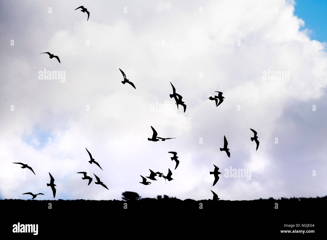 Fliegende Möwen in Silhouette zu sehen. Stockfoto