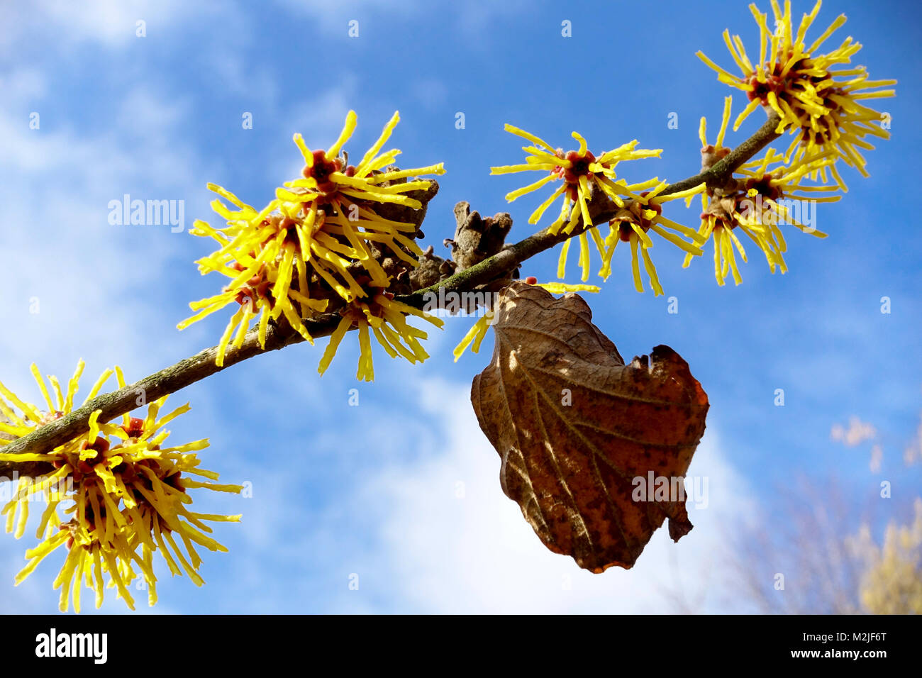 Hexenhasel, Hamamelis mollis' Brevipetala' Winterblumen auf Ast, Himmelshintergrund Stockfoto