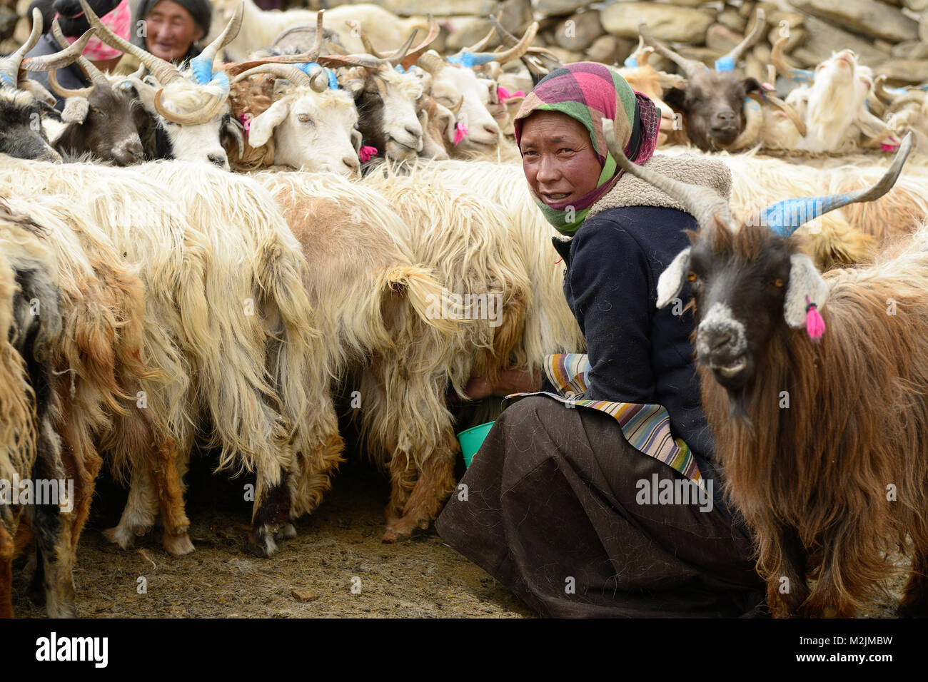 TIBET, CHANGTANG, Ladakh, INDIEN - 06. JULI 2017: Stein Homestead indischen Changpa auf Bauernhof Tiere, Ziegen, aus denen Sie sind Pashmina Wolle sammeln. Frauen Stockfoto