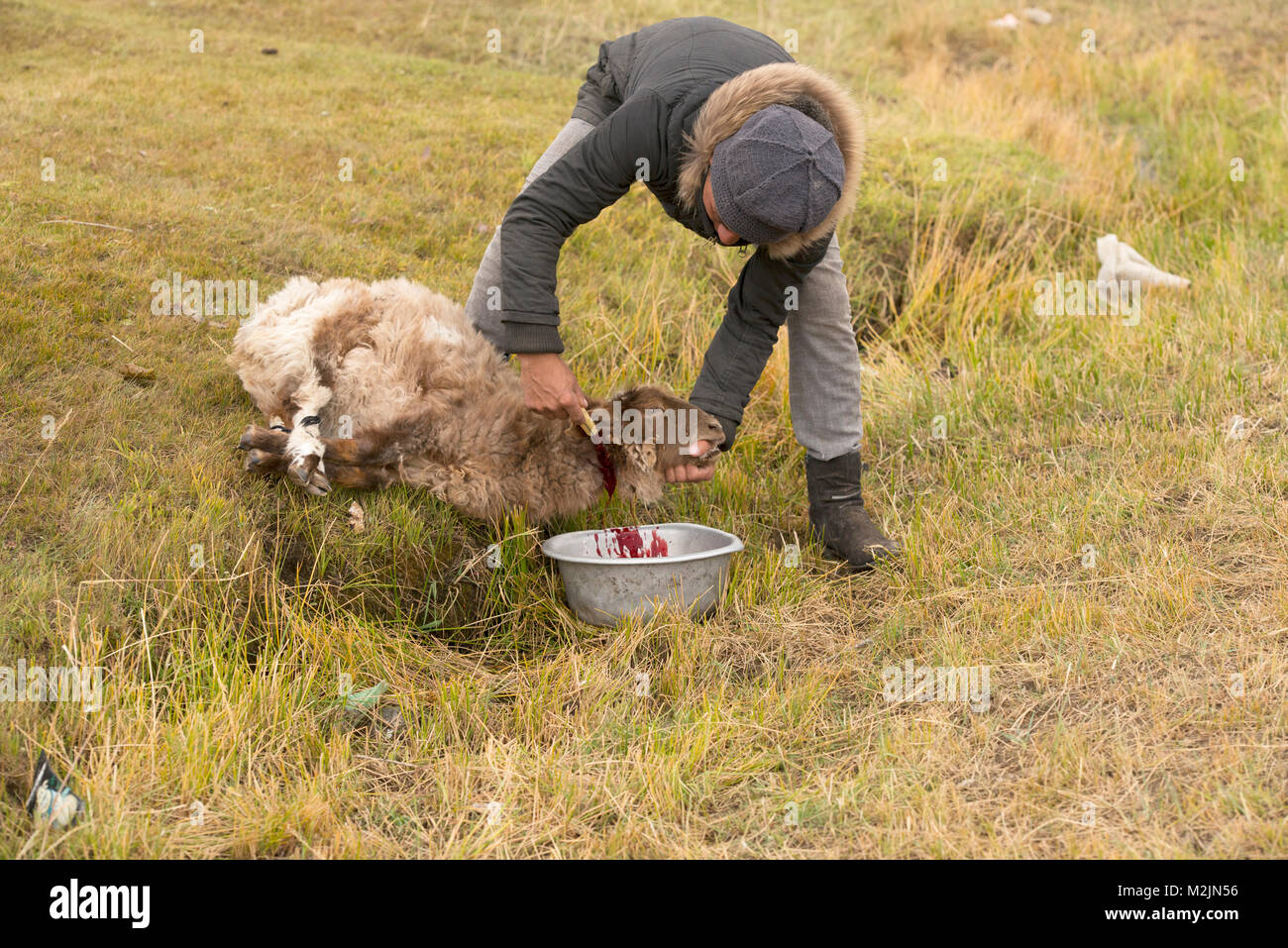 Schafe Schlachten Stockfotos und bilder Kaufen Alamy